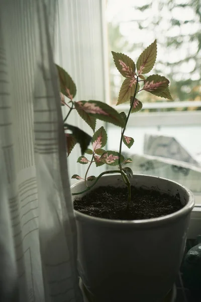 Plan Vertical Plantes Croissance Dans Pot Près Fenêtre Intérieur — Photo