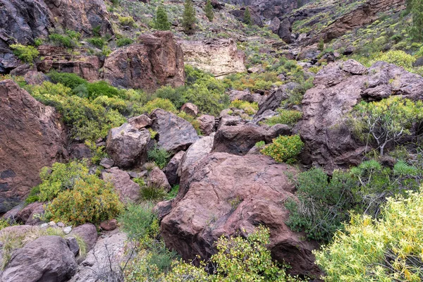 Different Colors Charcos Azules Gran Canaria — 图库照片