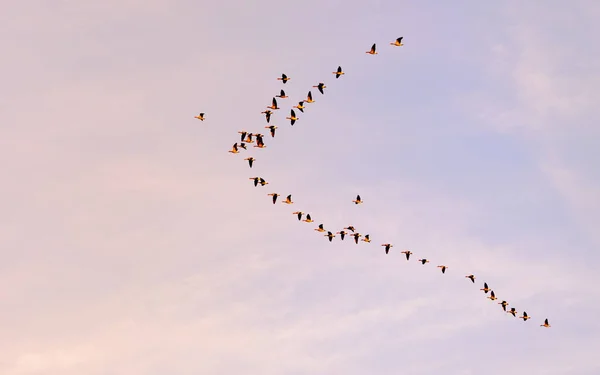 Низькокутний Знімок Птахів Літають Над Небесним Блакитним Небом — стокове фото