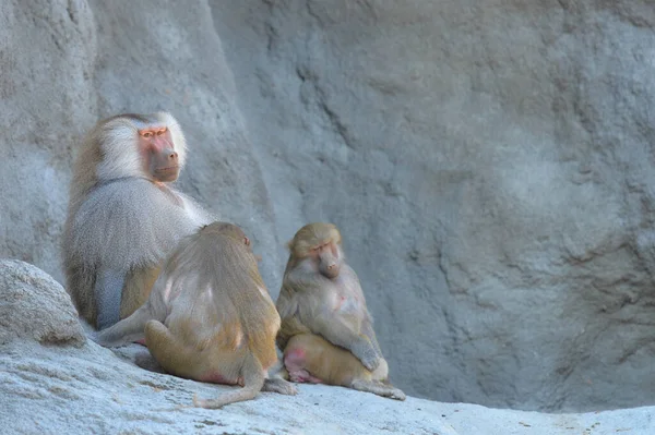 Una Familia Monos Zoológico —  Fotos de Stock