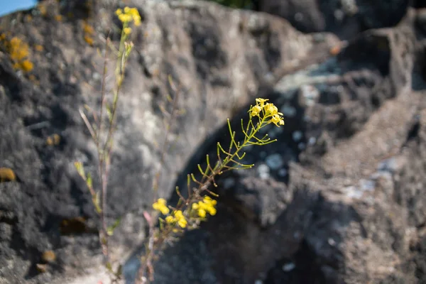 Gros Plan Fleurs Sauvages Jaunes — Photo