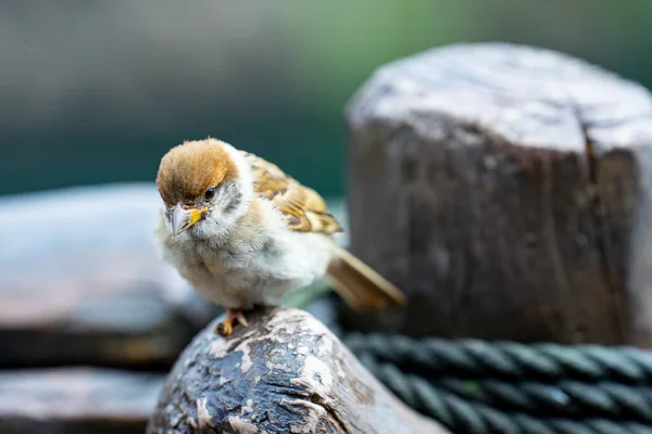 Sebuah Fokus Selektif Dari Sebuah Rumah Burung Pipit Coklat Kecil — Stok Foto