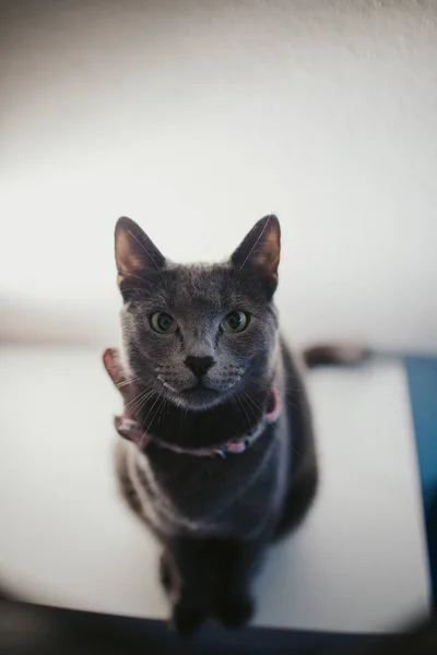 Ett Porträtt Grå Brittisk Katt Fluga Sittande Bordet — Stockfoto