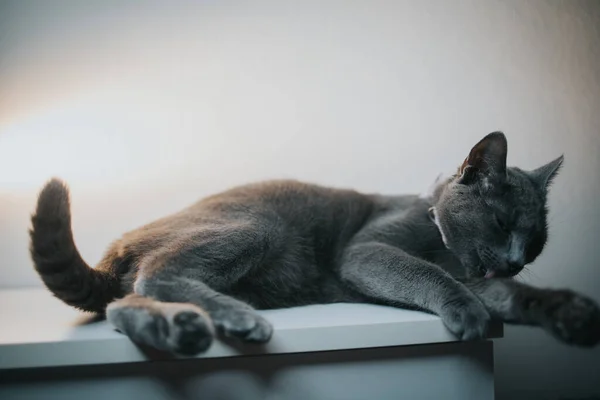 Portrait Gray British Cat Bow Tie Lying Table — Stock Photo, Image