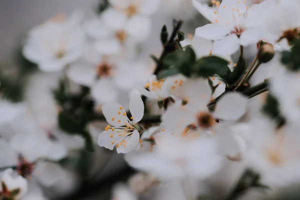Mise Point Sélective Fleurs Cerisier Blanc Avec Petites Feuilles Vert — Photo