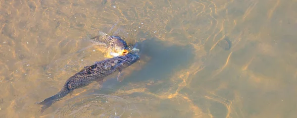 Gros Plan Quelques Carpes Dans Eau — Photo