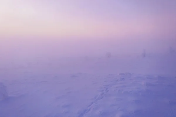 在拉普兰的无人驾驶飞机上 空中俯瞰着覆盖着积雪的树木 在一个下陷的 雾蒙蒙的冬日薄暮之上 — 图库照片