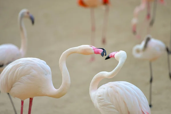분홍색 플라밍고의 클로즈업 — 스톡 사진