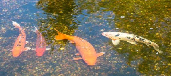 Sebuah Gambar Closeup Ikan Mas Berwarna Warni Dalam Air — Stok Foto