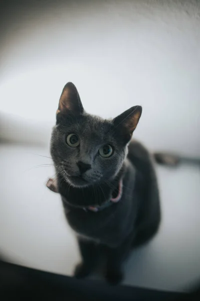 Retrato Gato Británico Gris Con Una Pajarita Sentada Sobre Mesa —  Fotos de Stock