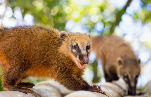 Eine Flache Fokusaufnahme Von Ein Paar Niedlichen Nasenbärchen — Stockfoto