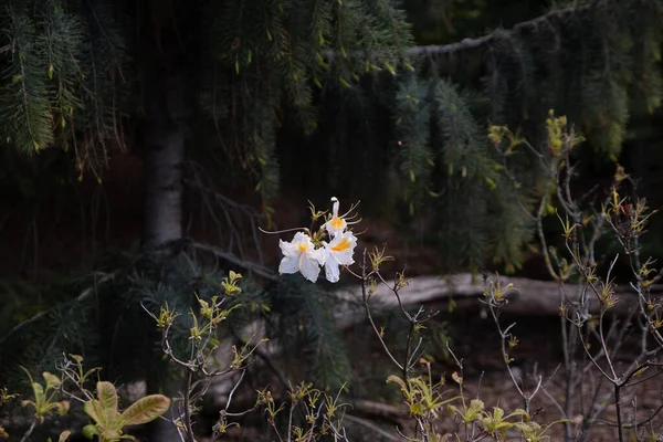 Petit Groupe Fleurs Blanches Sur Une Branche Arbre — Photo