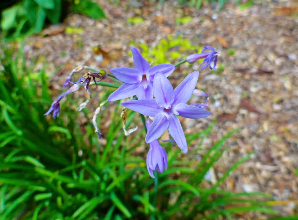 Close Flores Tulbaghia Roxo Florescendo — Fotografia de Stock