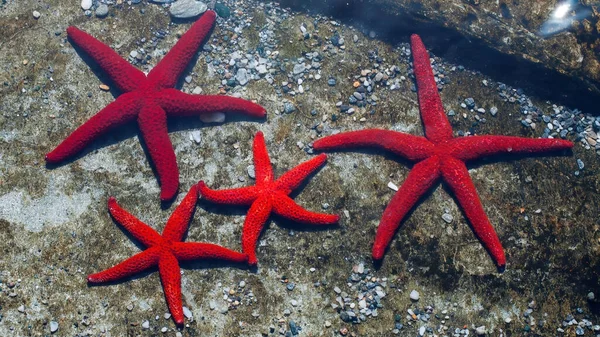 Estrella Mar Roja Playa Tinos Grecia Familia Estrellas Mar — Foto de Stock