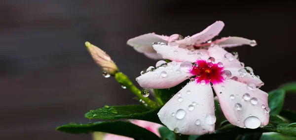 Narin Pembe Menekşe Kataranthus Gülü Çiçeğinin Yakın Çekimi — Stok fotoğraf