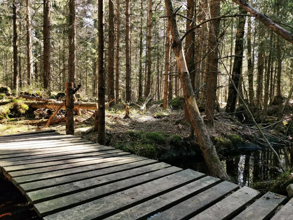Pont Bois Dans Forêt Menant Colline Knappen Vestfold Norvège — Photo