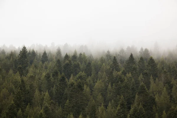 Zöld Fenyőerdő Köd Között — Stock Fotó