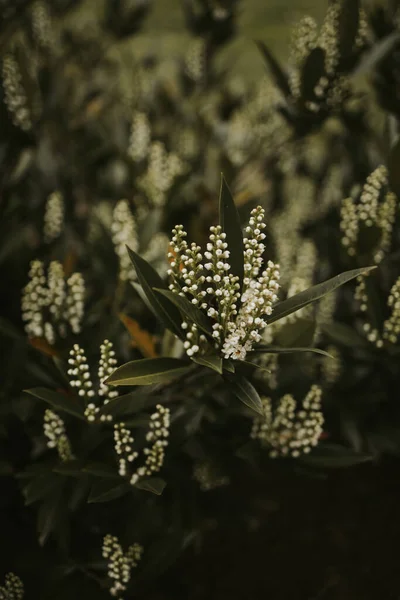 Ένα Κλαδί Δάφνης Prunus Laurocerasus Κεράσι Σκούρα Πράσινα Φύλλα Και — Φωτογραφία Αρχείου