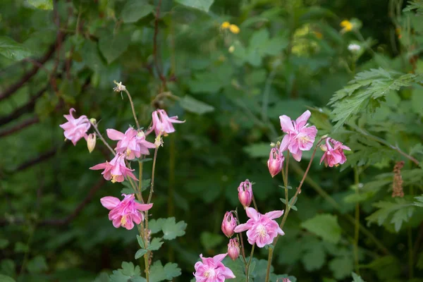 Egy Közeli Kép Virágzó Rózsaszín Rododendron Virágokról — Stock Fotó