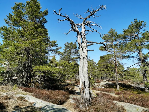 노르웨이의 소나무 — 스톡 사진