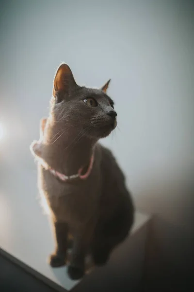 Primer Plano Gato Británico Gris Una Corbata Lazo Sentado Mesa — Foto de Stock