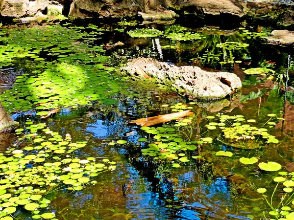 Zbliżenie Ujęcia Jeziora Liśćmi Lotosu Roślinami — Zdjęcie stockowe