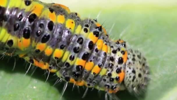 毛毛虫在室外的树叶上爬行 夏天的概念 — 图库视频影像