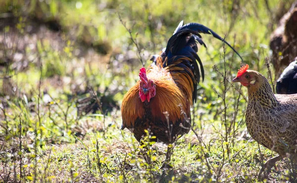 Closeup Shot Hens Cock — Stock Photo, Image