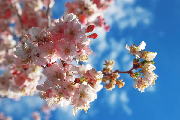 하늘의 배경에 분홍빛 꽃들이 옹기종기 — 스톡 사진