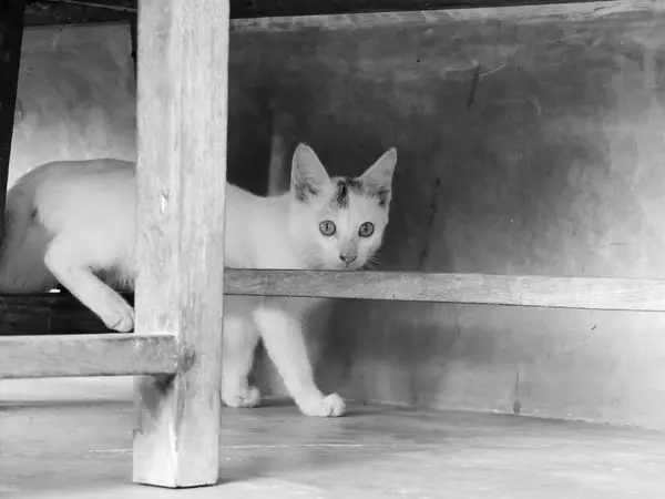 Šedivý Záběr Krásné Bílé Kočky — Stock fotografie