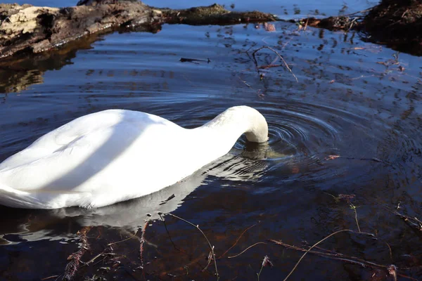 Magnífico Cisne Nadando Con Gracia Tranquilo Lago — Foto de Stock