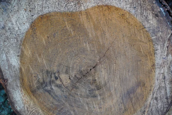 Ett Tvärsnitt Ett Träd Med Sprickor — Stockfoto