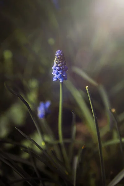 Eine Vertikale Aufnahme Einer Blühenden Laubtraubenhyazinthe Auf Einer Wiese Sonnenlicht — Stockfoto