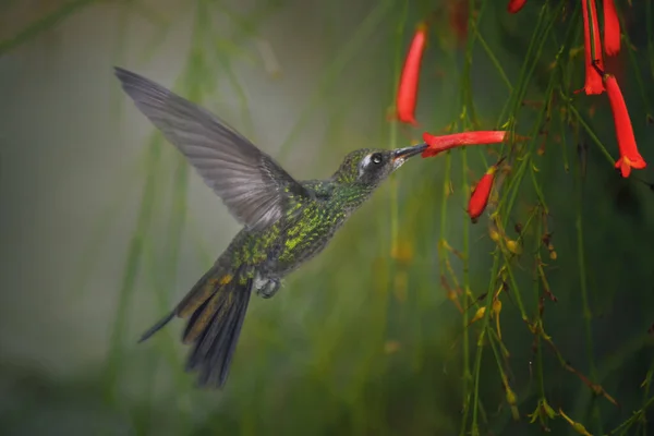 Enthusiastic Bee Hummingbird Flight Picking Firecracker Plant Drinking Nectar — 图库照片