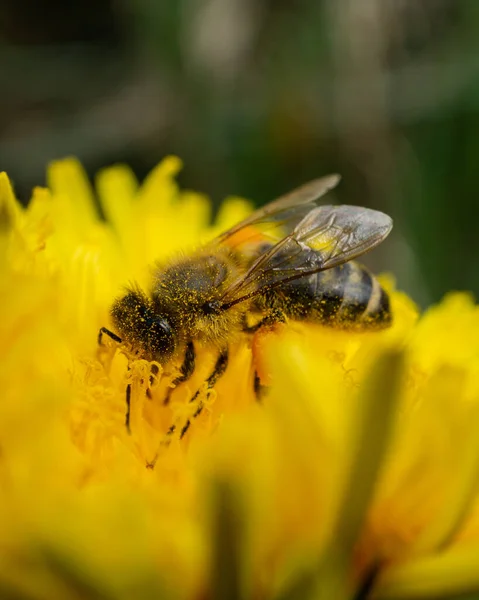 Egy Bányaméh Andrena Egy Fényes Sárga Virágon Kertben — Stock Fotó