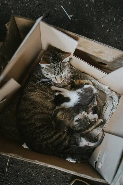 Ένα Σφηνάκι Γατάκια Ένα Κουτί Που Ρουφάνε Γάλα Από Μητέρα — Φωτογραφία Αρχείου