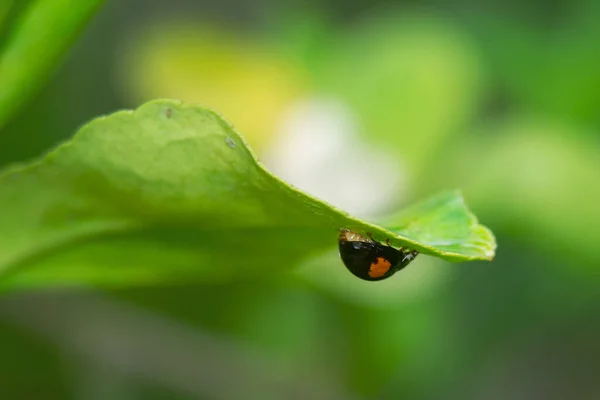 Una Mariquita Sobre Una Hoja Verde — Foto de Stock