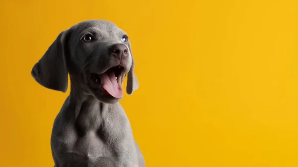 Filhote Cachorro Weimaraner Bonito Isolado Fundo Amarelo — Fotografia de Stock