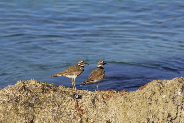 Deux Petits Pluviers Sur Une Plage — Photo