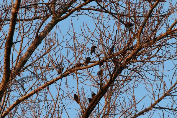 Низкоугольный Снимок Множества Птиц Сидящих Ветках Голым Деревом Ясном Голубом — стоковое фото