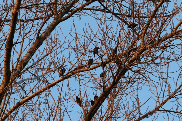 Plan Angle Bas Nombreux Oiseaux Perchés Sur Les Brindilles Arbre — Photo