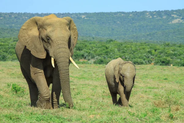 Afrikai Elefánt Baba Sétál Nyílt Mezőn — Stock Fotó