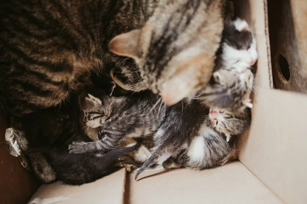 Een Overhead Shot Van Een Moeder Kat Haar Kittens Knuffelend — Stockfoto