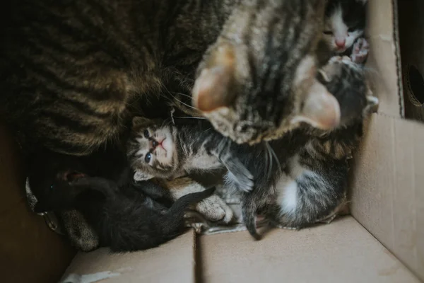 Eine Nahaufnahme Von Entzückenden Gestreiften Kätzchen Einem Karton Unter Dem — Stockfoto