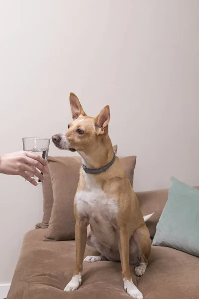 dog drinks water from a glass, a person\'s hand gives a glass of water to his dog who sniffs it, the dog is short-haired brown and white