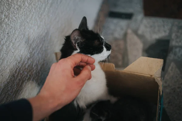 Primo Piano Qualcuno Che Accarezza Gatto Carino Una Scatola Cartone — Foto Stock