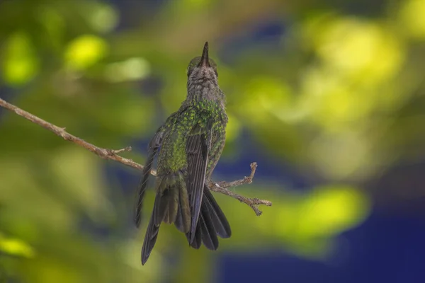 Egy Kolibri Ült Egy Faágon — Stock Fotó