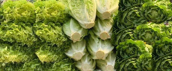 A closeup of romaine lettuces and curly or French lettuces with a spicy and slightly bitter taste