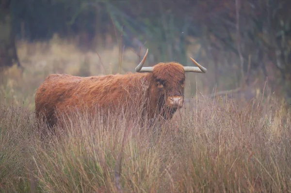 Scottish Highland Field — Stock Photo, Image