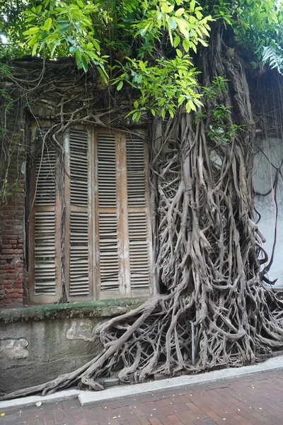 Gros Plan Vieilles Vignes Épaisses Couvrant Vieux Mur Bâtiment Toit — Photo